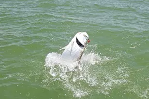 101 Morning Star Cay, Naples, FL 34114 - Photo 57