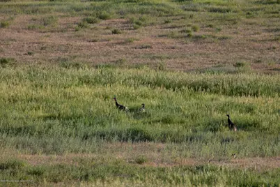 1989 County Road 320, Rifle, CO 81650 - Photo 19