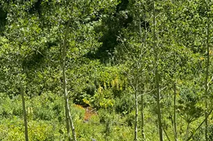 N/A F S 602 Road, Glenwood Springs, CO 81601 - Photo 13