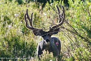 22000 P77 Rd Rd, Cimarron, CO 81220 - Photo 31