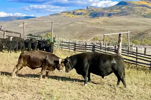 22000 P77 Rd Rd, Cimarron, CO 81220 - Photo 25