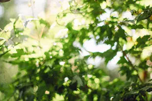 1006 E Cooper Ave, Aspen, CO 81611 - Photo 53