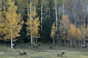 1833 W Buttermilk Rd, Aspen, CO 81611 - Photo 9