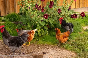 1644 Prince Creek Rd, Carbondale, CO 81623 - Photo 15