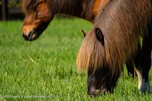 26 Bunker Loop, Aspen, CO 81611 - Photo 97