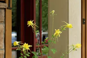 111 S Sixth Street St, Aspen, CO 81611 - Photo 59