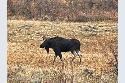 943 Routt Forest Drive, Craig, CO 81625 - Photo 91