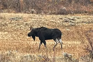 943 Routt Forest Dr, Craig, CO 81625 - Photo 91