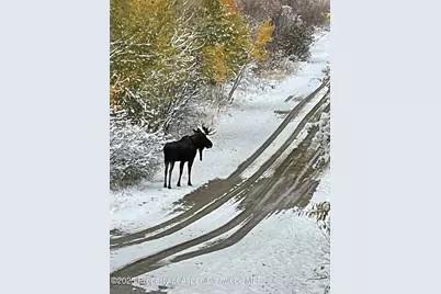 943 Routt Forest Drive, Craig, CO 81625 - Photo 89