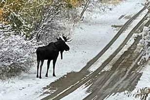 943 Routt Forest Dr, Craig, CO 81625 - Photo 89