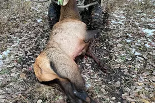 943 Routt Forest Dr, Craig, CO 81625 - Photo 99