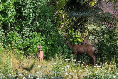 768 Kings Lake Road, Basalt, CO 81621 - Photo 31