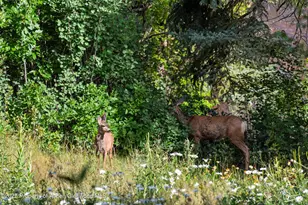 768 Kings Lake Rd, Basalt, CO 81621 - Photo 31