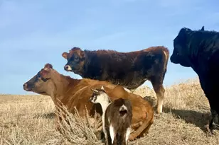 545 Knoll Ave, Craig, CO 81625 - Photo 77