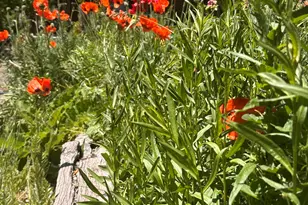 8 Navajo St, New Castle, CO 81647 - Photo 41