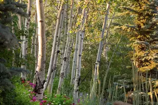 1592 Faraway Rd, Snowmass Village, CO 81615 - Photo 63