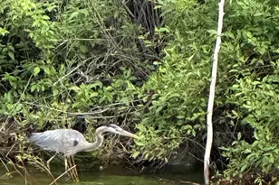 304 Waterview Dr, Snowmass, CO 81654 - Photo 41