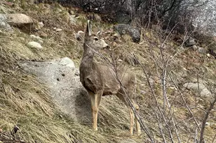 304 Waterview Dr, Snowmass, CO 81654 - Photo 45