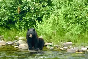 304 Waterview Dr, Snowmass, CO 81654 - Photo 37