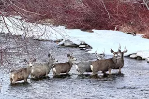 304 Waterview Dr, Snowmass, CO 81654 - Photo 25