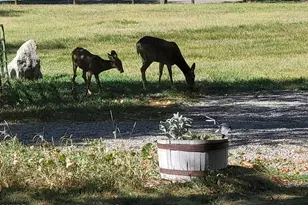 4243 Peach Valley Road Rd, Silt, CO 81652 - Photo 9