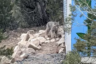 15086 45 1/2 Rd, Mesa, CO 81643 - Photo 35