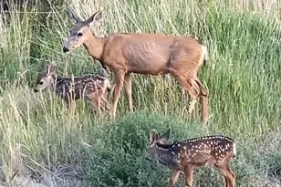 5792 Co Rd 309, Parachute, CO 81635 - Photo 39