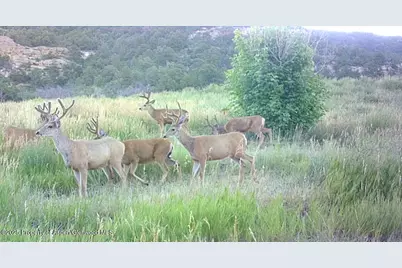 18726 Kimball Creek Road, Collbran, CO 81624 - Photo 33