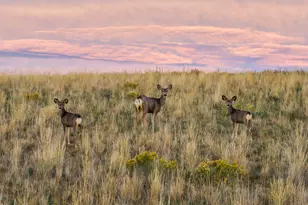 728 County Rd 18 S, Craig, CO 81625 - Photo 57