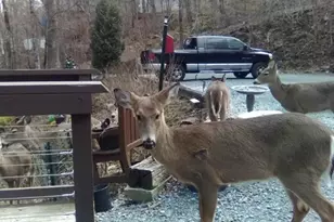 103 Mid Holiday Ln, Beech Mountain, NC 28604 - Photo 21