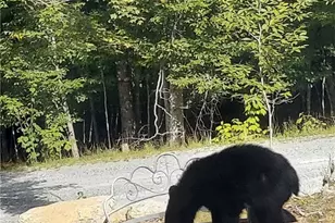 211 & 213 Wild Daisy Ln, Beech Mountain, NC 28604 - Photo 31