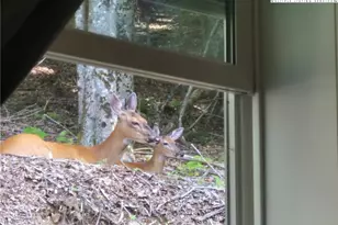 211 & 213 Wild Daisy Ln, Beech Mountain, NC 28604 - Photo 35