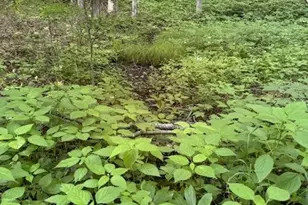 Lot 57 Beechwood Circle, Creston, NC 28615 - Photo 1