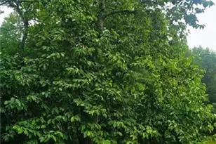 749 Blue Bird Ln, Laurel Springs, NC 28644 - Photo 29