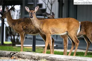 105 N Pinnacle Ridge Rd, Beech Mountain, NC 28604 - Photo 47