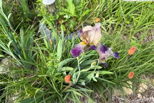 25 Reuben Wooten Rd, Banner Elk, NC 28604 - Photo 37