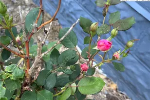 25 Reuben Wooten Rd, Banner Elk, NC 28604 - Photo 43