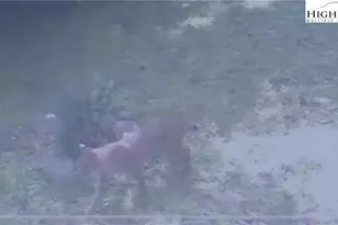 582 Deer Crossing Ln, Lenoir, NC 28645 - Photo 43