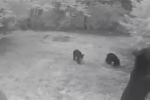 582 Deer Crossing Ln, Lenoir, NC 28645 - Photo 41