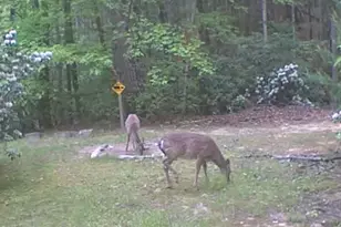 582 Deer Crossing Ln, Lenoir, NC 28645 - Photo 43