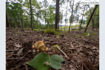 Lot 46 Wildcat Wilderness Parkway, Deep Gap, NC 28618 - Photo 19