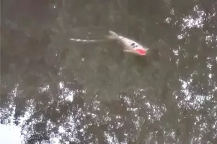 23 Millards Wy, Sparta, NC 28675 - Photo 13