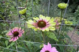 111 Peace Hill Rd, Fleetwood, NC 28626 - Photo 47