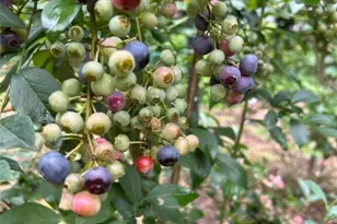 111 Peace Hill Rd, Fleetwood, NC 28626 - Photo 43