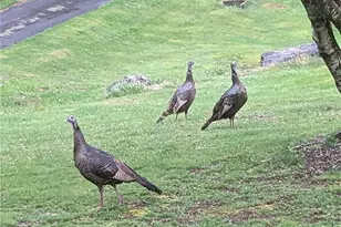 1324 Ripshin Rd, Troutdale, VA 24378 - Photo 45