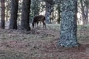 1324 Ripshin Rd, Troutdale, VA 24378 - Photo 43