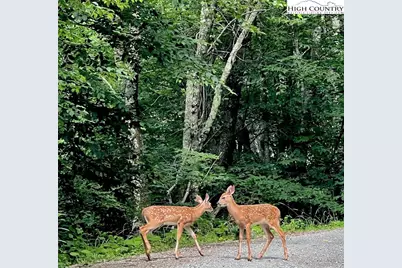 212 Goat Mountain Road, Zionville, NC 28698 - Photo 15