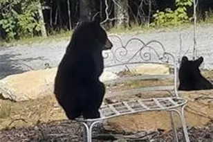 211 & 213 Wild Daisy Ln, Banner Elk, NC 28604 - Photo 31