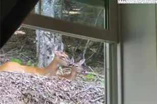 211 & 213 Wild Daisy Ln, Banner Elk, NC 28604 - Photo 33