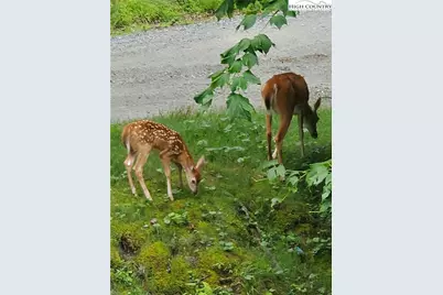 167 Rhododendron Drive, Beech Mountain, NC 28604 - Photo 41